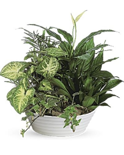 <div class="m-pdp-tabs-description">
<div id="mark-1" class="m-pdp-tabs-marketing-description">This lush bowl filled with living plants will also carry comfort and compassion for many months to come. Perfect to send to the home or service.</div>
</div>
<p id="arrngDescp">One planter arrives filled with dracaena, ivy, palm, spathiphyllum and syngonium plants.</p>